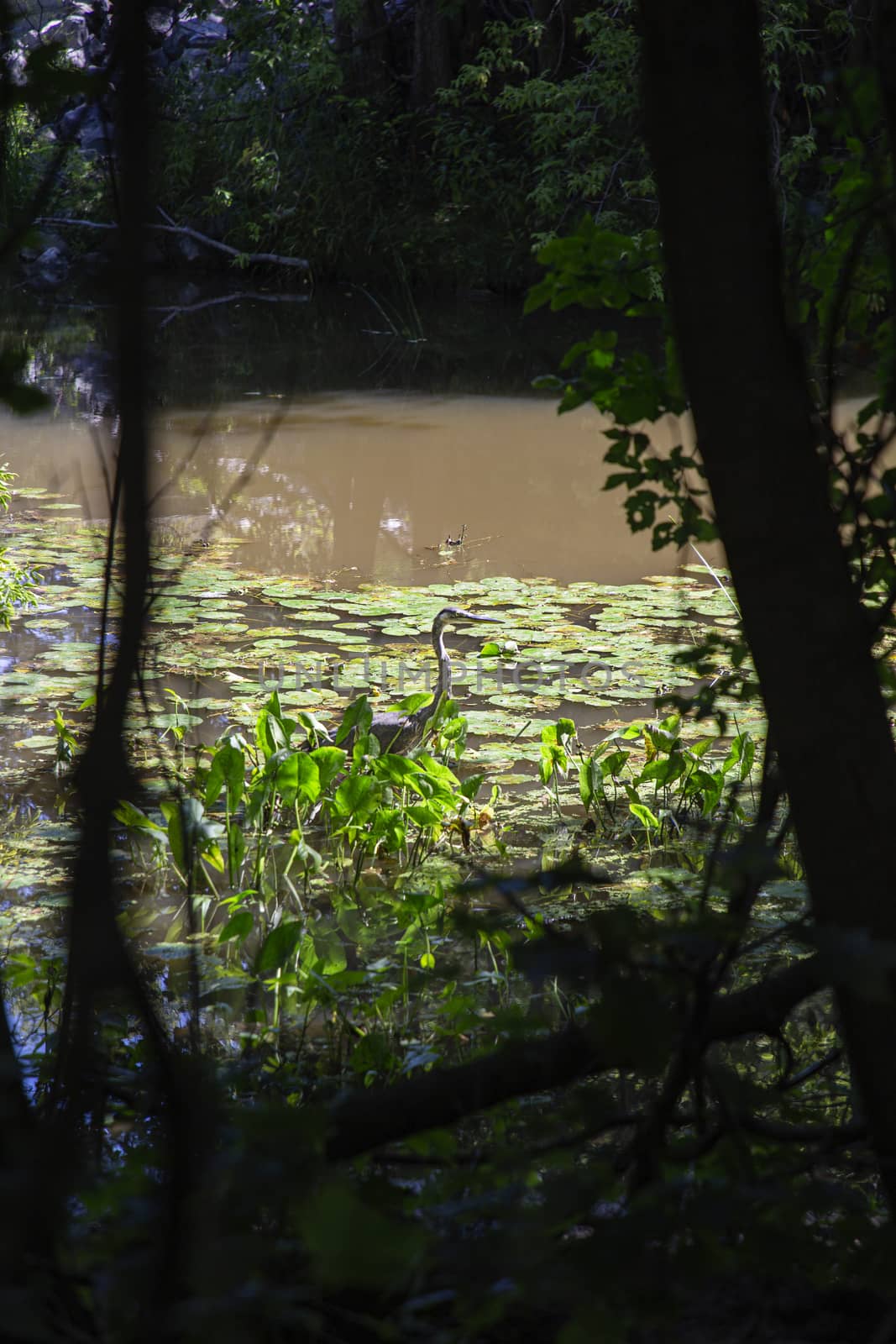 Blue heron, in a marsh, surrounded by lilipad, hunting for frogs