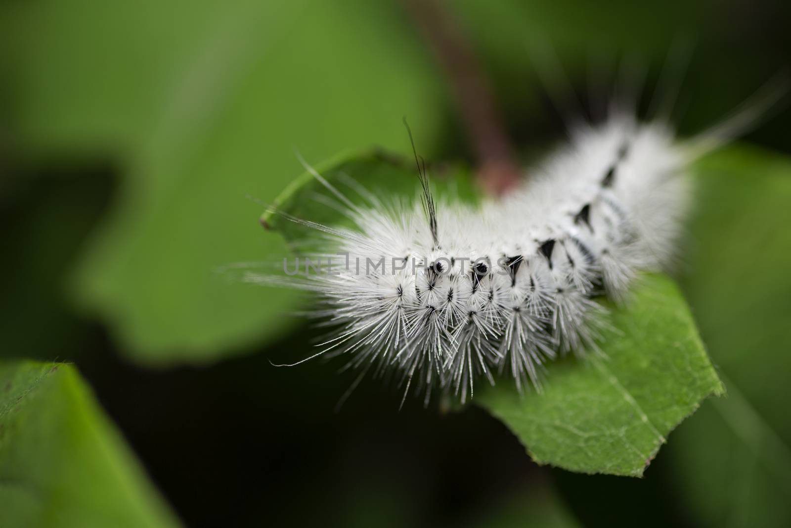 Hickory tussock moth eating a green leaf