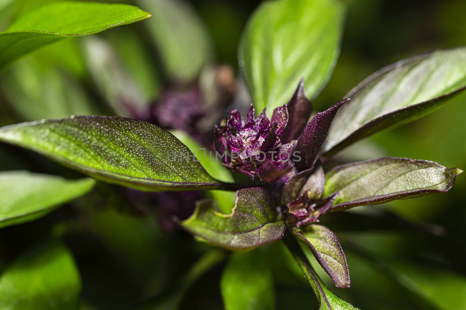 macro shot of a purple thai basil flower