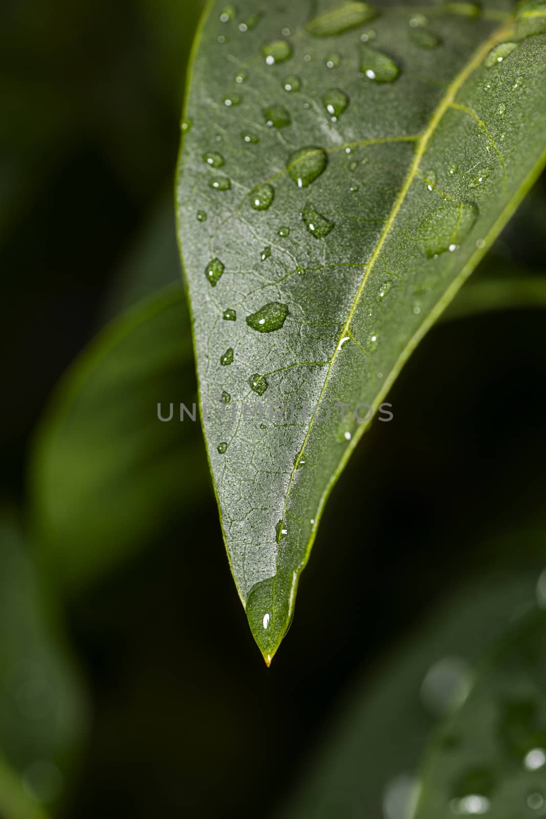 close up of drop of water about to drop from a green leaf
