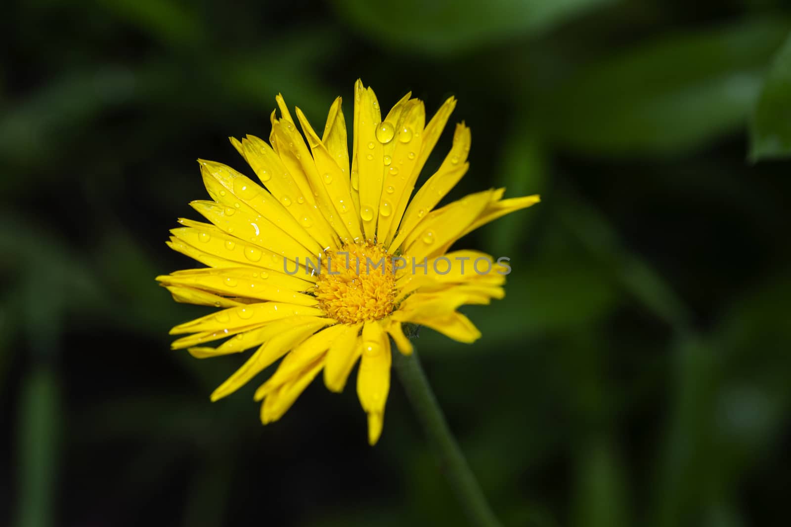 Close up of a yellow wild flower with a drop of water on it’s petal