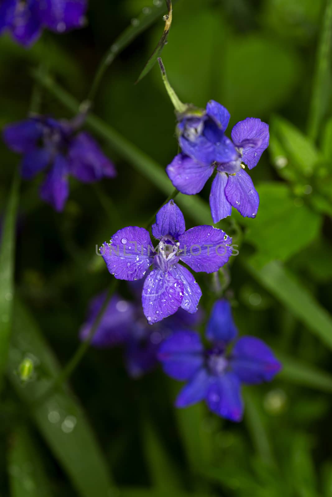 Purple wild flower by mypstudio