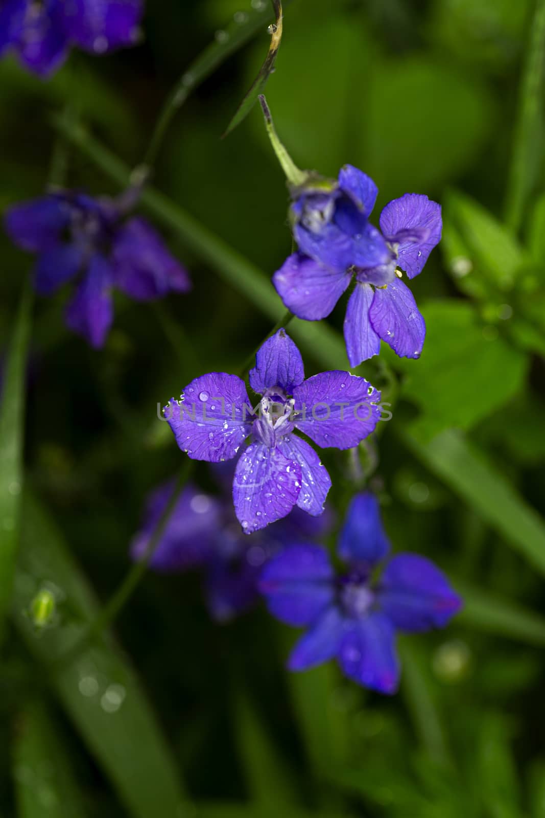 Macro shot of a wild purple flower with water droplet