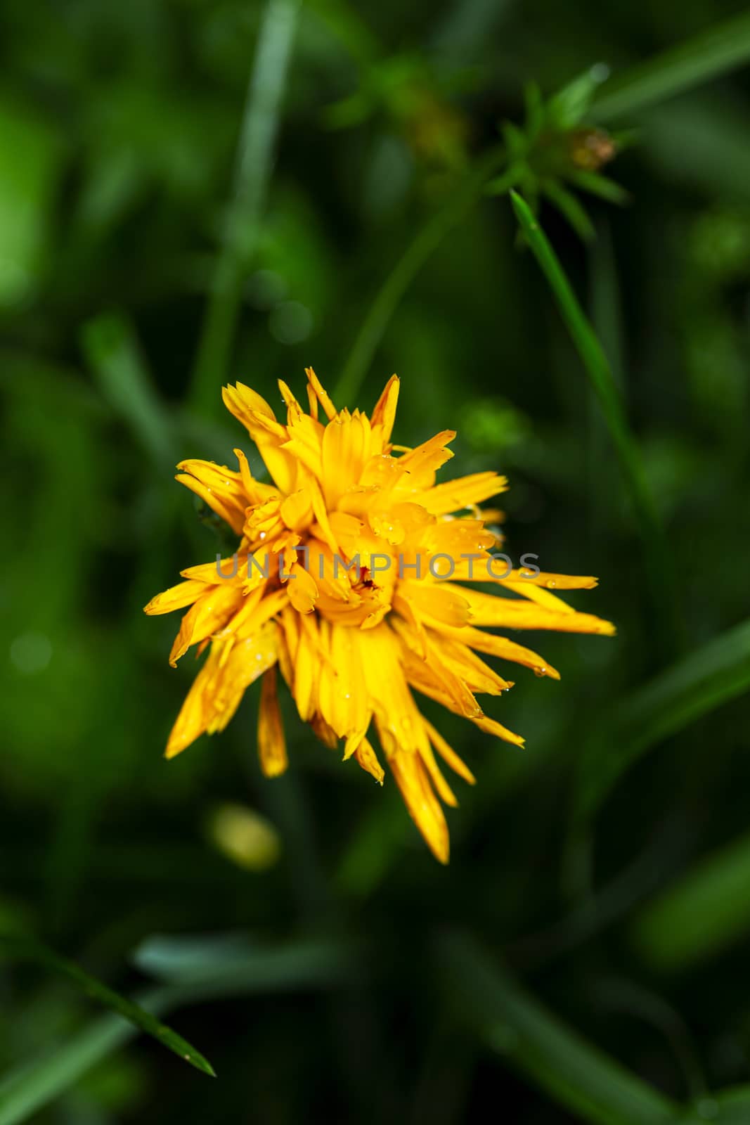 Opening flower by mypstudio