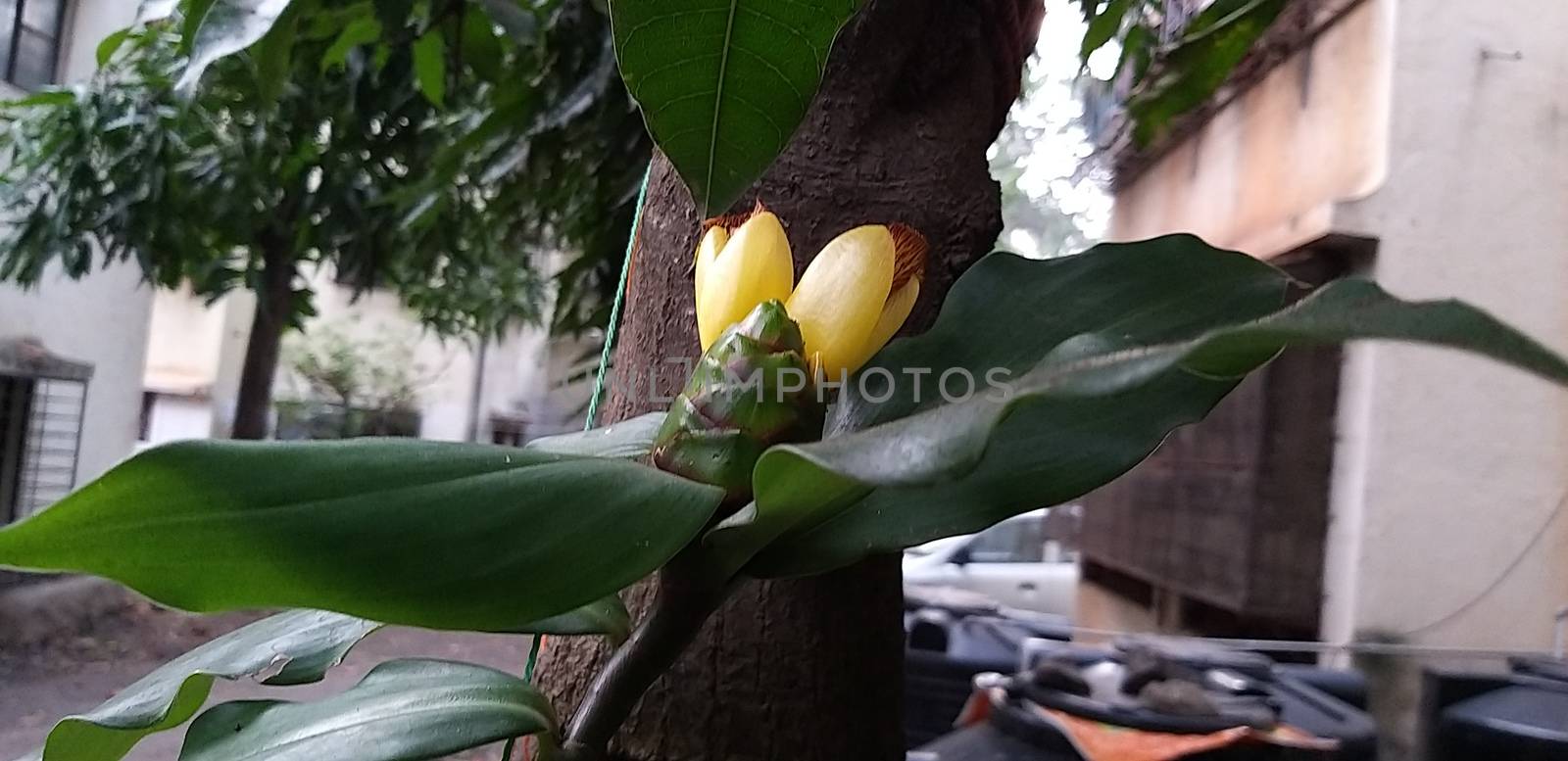 a yellow flower in the kitchen garden