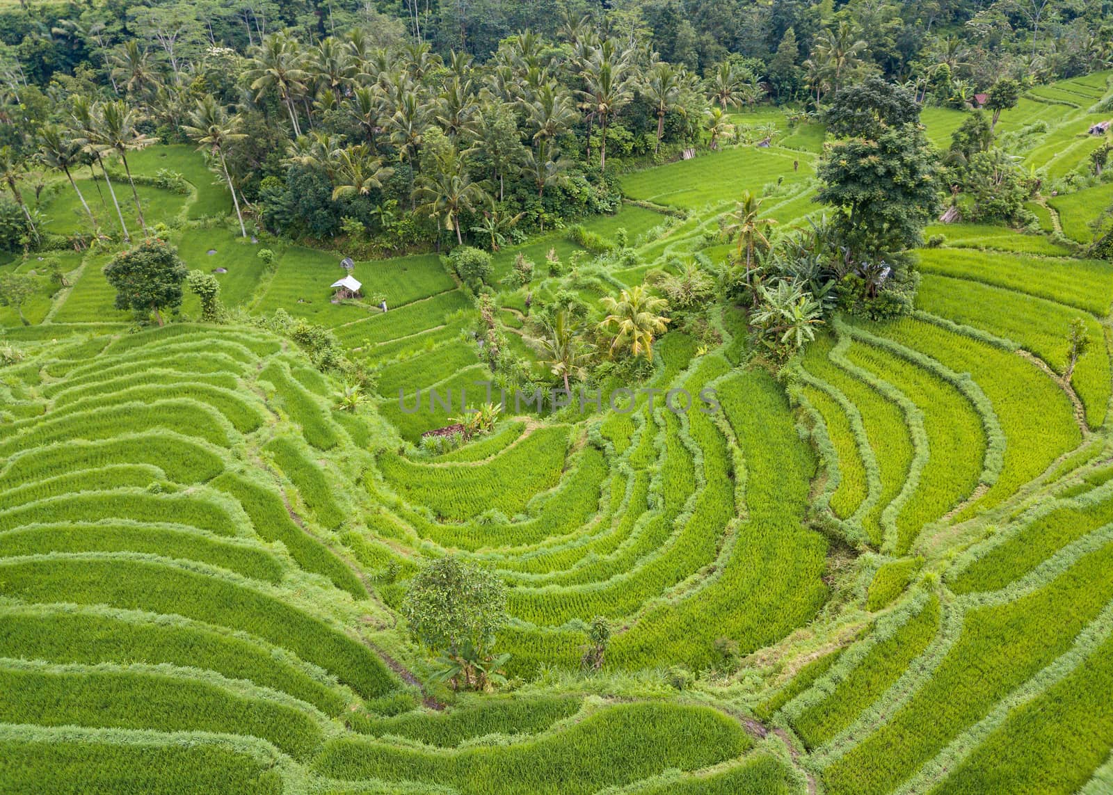 Aerial view of rice terraces in Bali, Indonesia