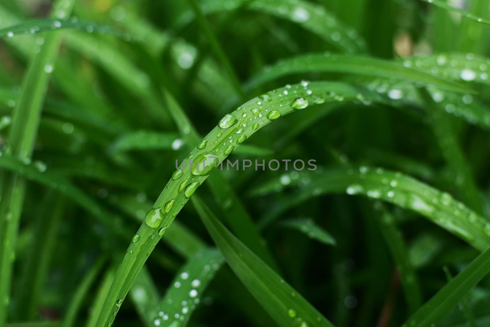 Large rain droplets in selective focus on a long daylily leaf, above deep green wet foliage 