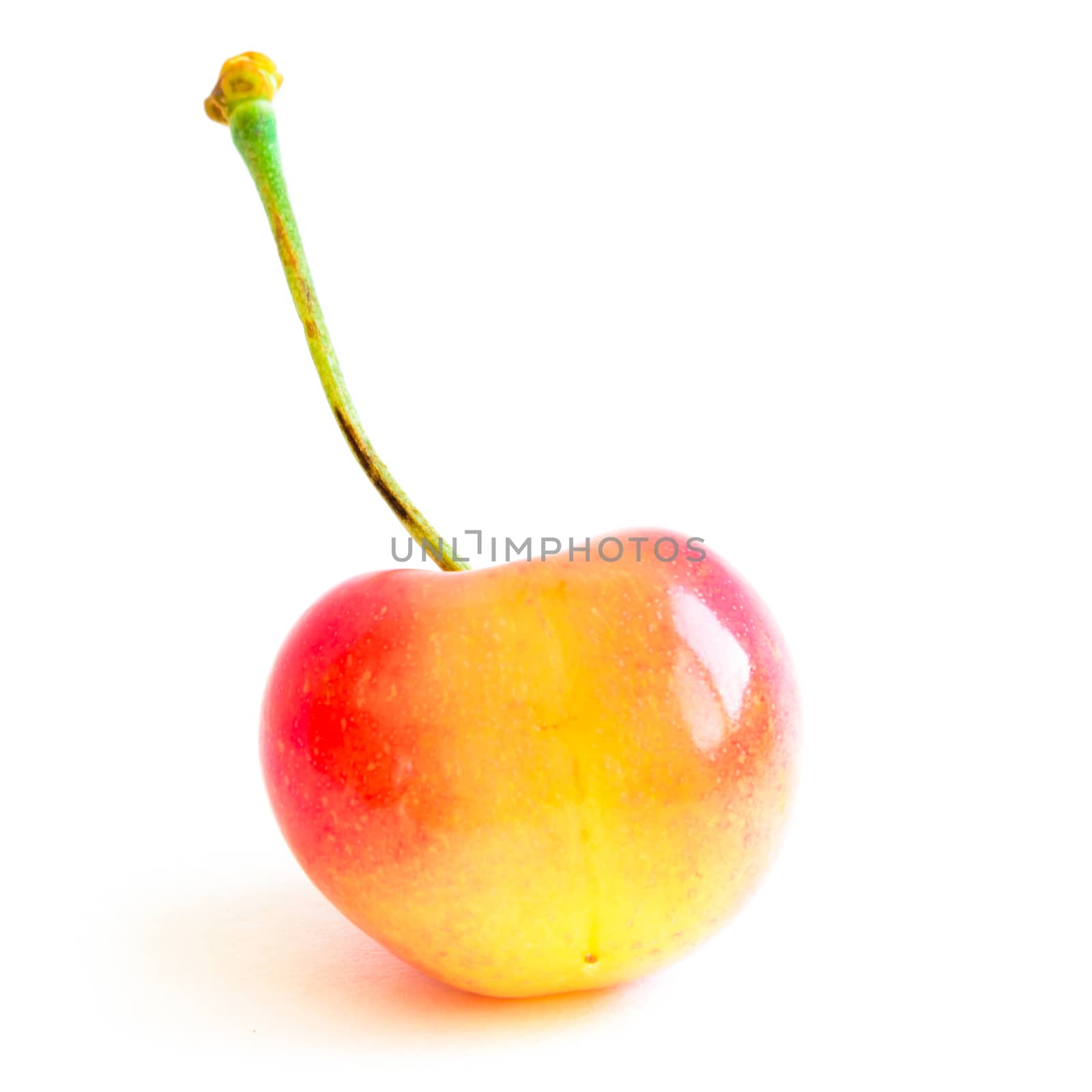 Studio shot fresh picked whole Rainier cherry with long stem isolated on white by trongnguyen
