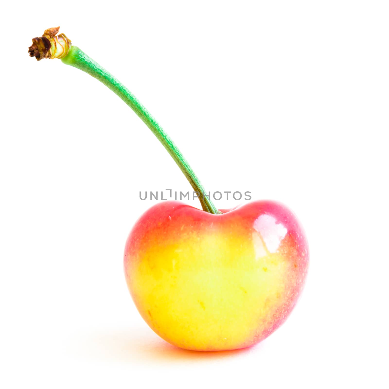 Single Rainier cherry isolated on white background. They are grown in Yakima Valley, a prime agricultural area of Washington State and the largest variety of crops in the Pacific Northwest, US
