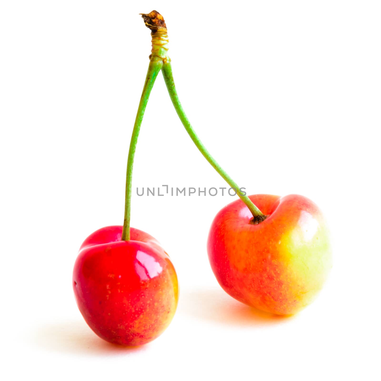Two Rainer cherries joined with stem isolated on white background. Fresh picked organic cherries grown in Yakima Valley, Washington State, USA.