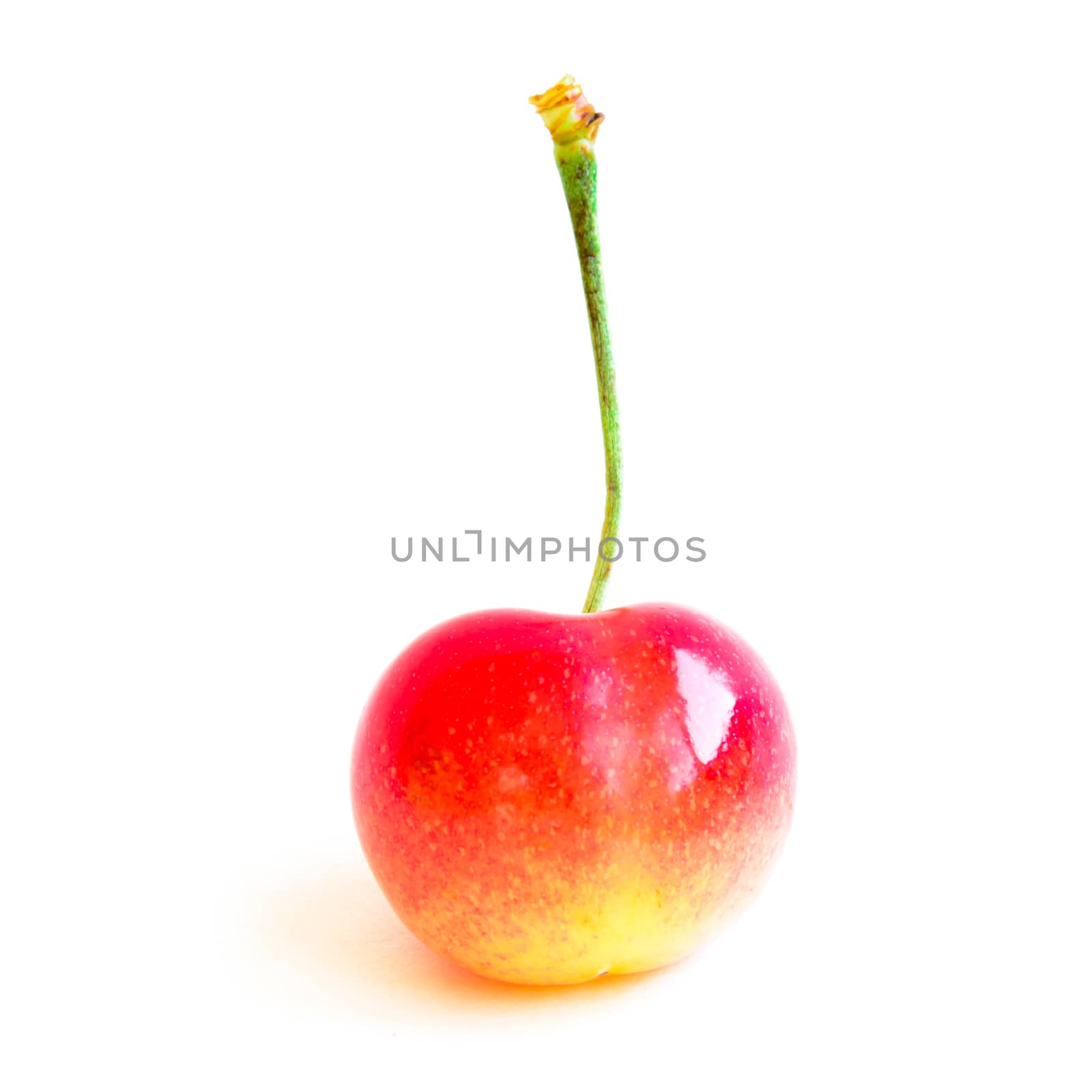 Studio shot fresh picked whole Rainier cherry with long stem isolated on white by trongnguyen