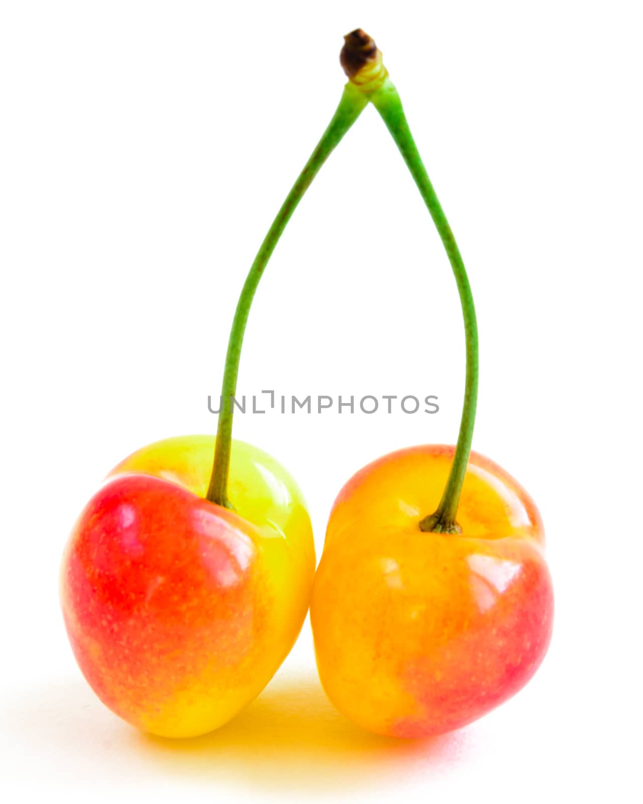 Studio shot two joined stem Rainier cherries isolated on white by trongnguyen