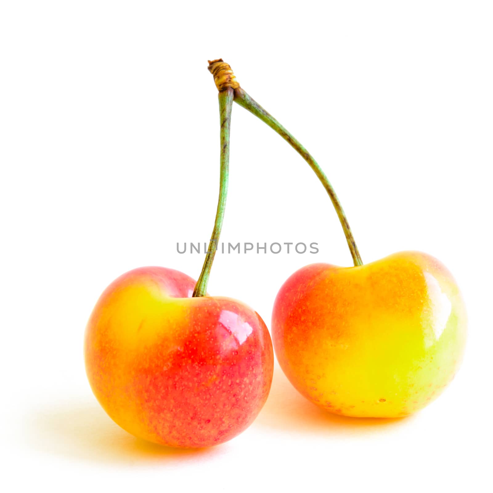 Two Rainer cherries joined with stem isolated on white background. Fresh picked organic cherries grown in Yakima Valley, Washington State, USA.