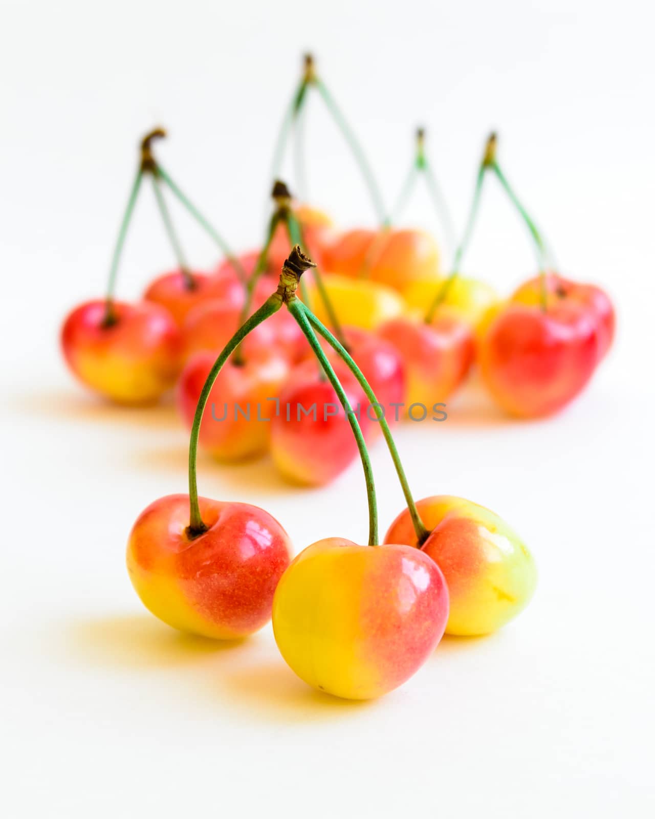 Selective focus two Rainer cherries joined with stem and blurred cherry pile isolated on white background. Fresh picked organic cherries grown in Yakima Valley, Washington State, USA