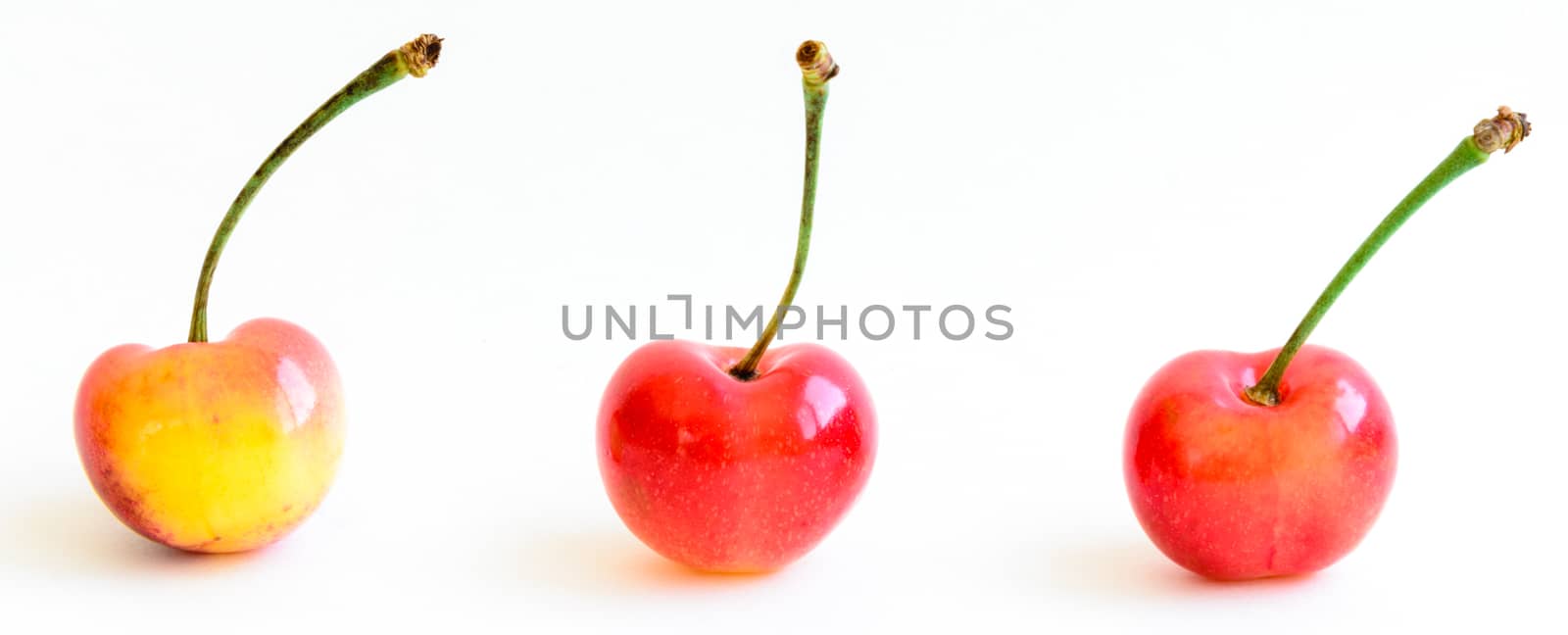 Studio shot three Rainier cherries in a row isolated on white by trongnguyen