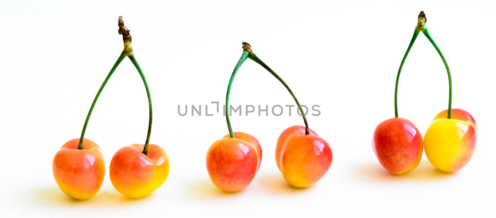 Studio shot group of Rainier cherries in a row with long stems isolated on white by trongnguyen