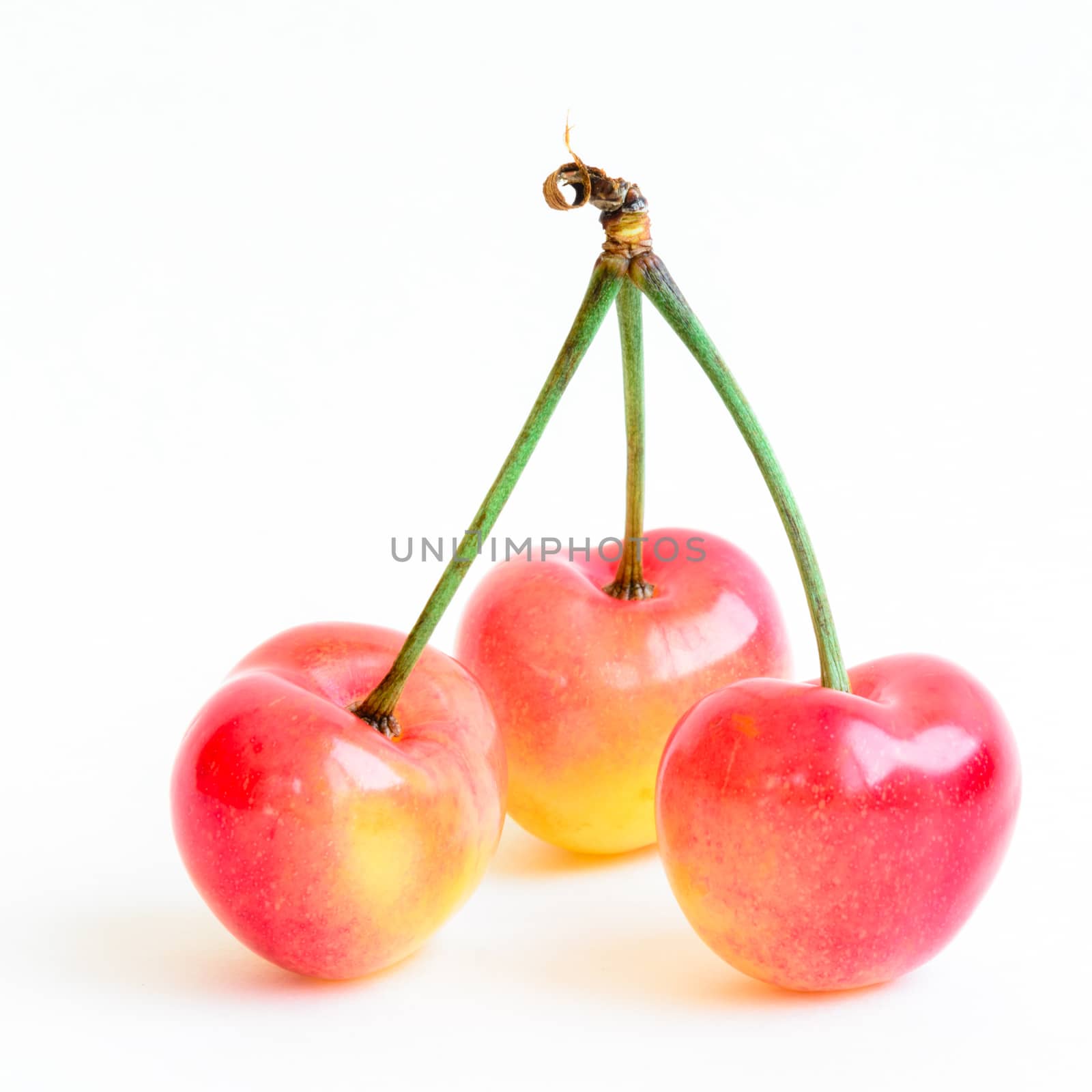 Studio shot three joined stem Rainier cherries isolated on white by trongnguyen
