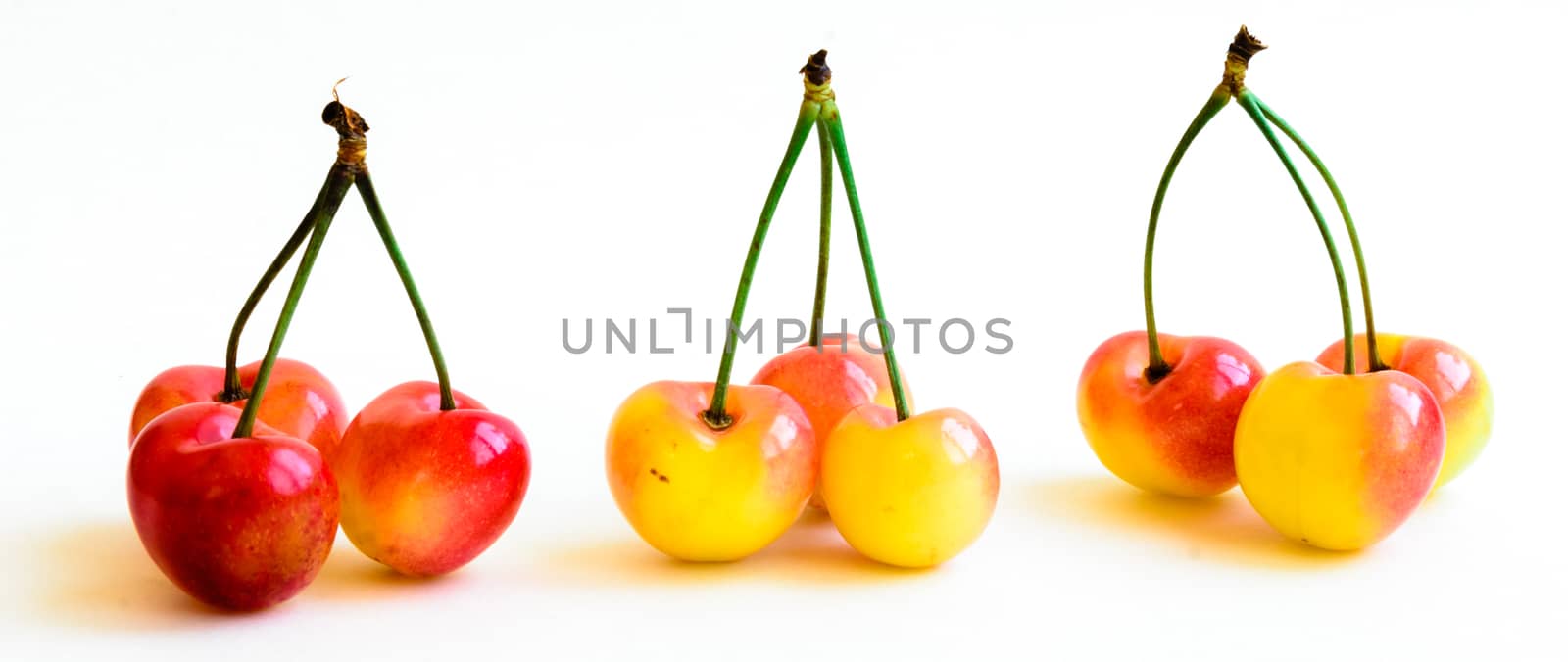A row of three groups Rainer cherries joined stem isolated on white background. Fresh picked organic cherries grown in Yakima Valley, Washington State, USA.