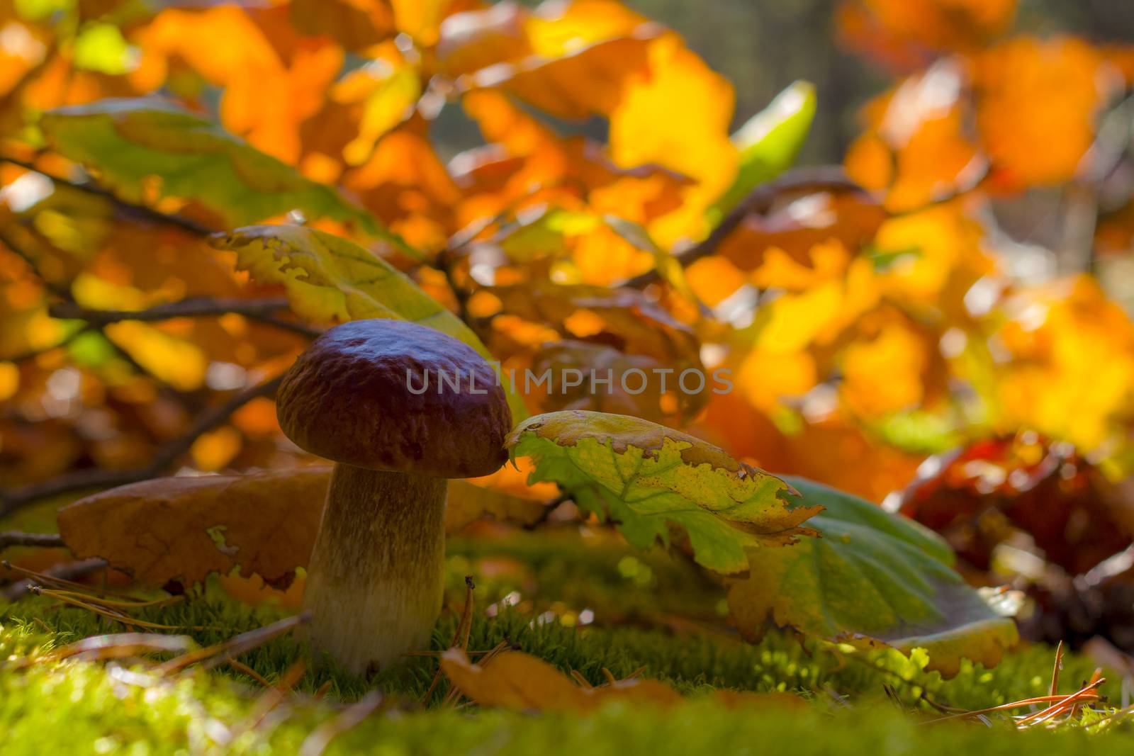 Porcini mushroom in autumn oak leaves. Autumn mushrooms grow in forest. Natural raw food growing. Vegetarian natural organic meal