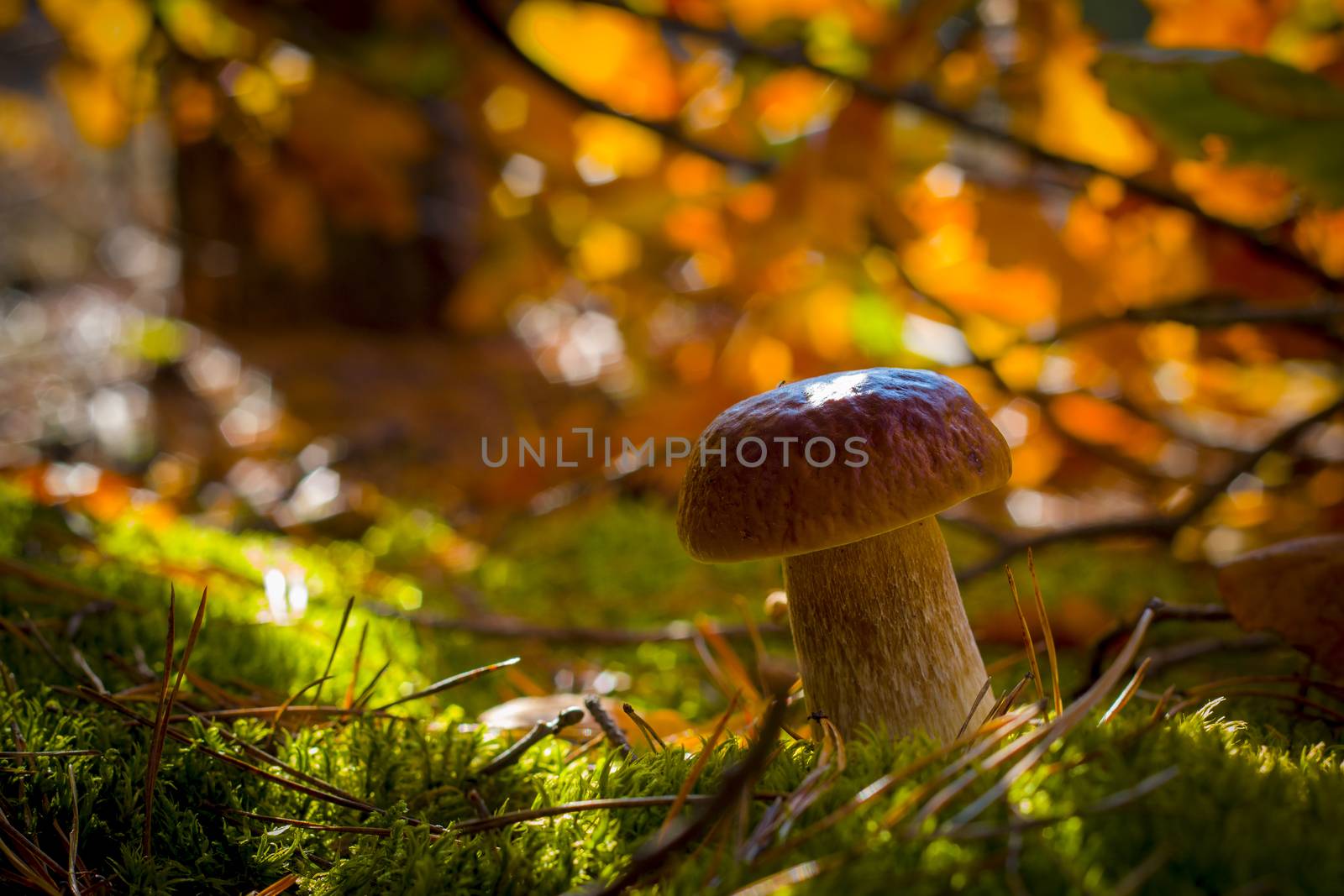 Porcini mushroom in moss leaves. Autumn mushrooms grow in forest. Natural raw food growing. Vegetarian natural organic meal