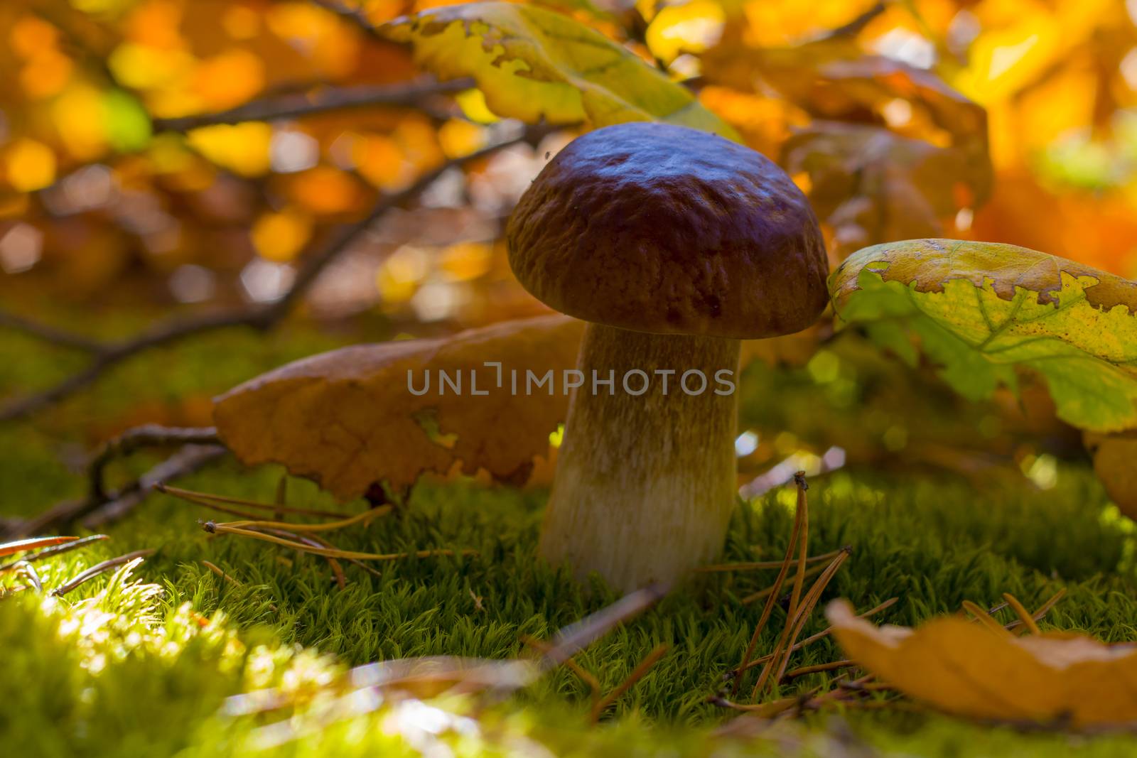 Porcini mushroom in oak leaves. Autumn mushrooms grow in forest. Natural raw food growing. Vegetarian natural organic meal