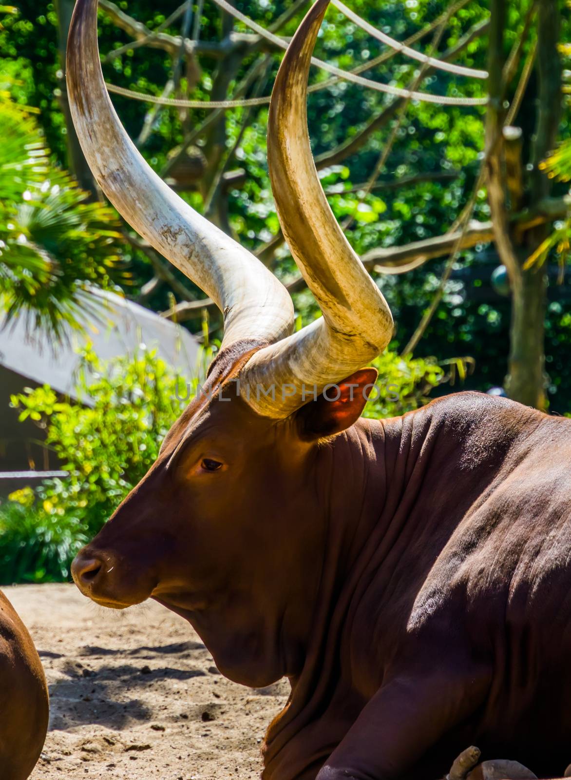 closeup of the face of a ankole watusi, cow head with large horns, popular breed from America by charlottebleijenberg
