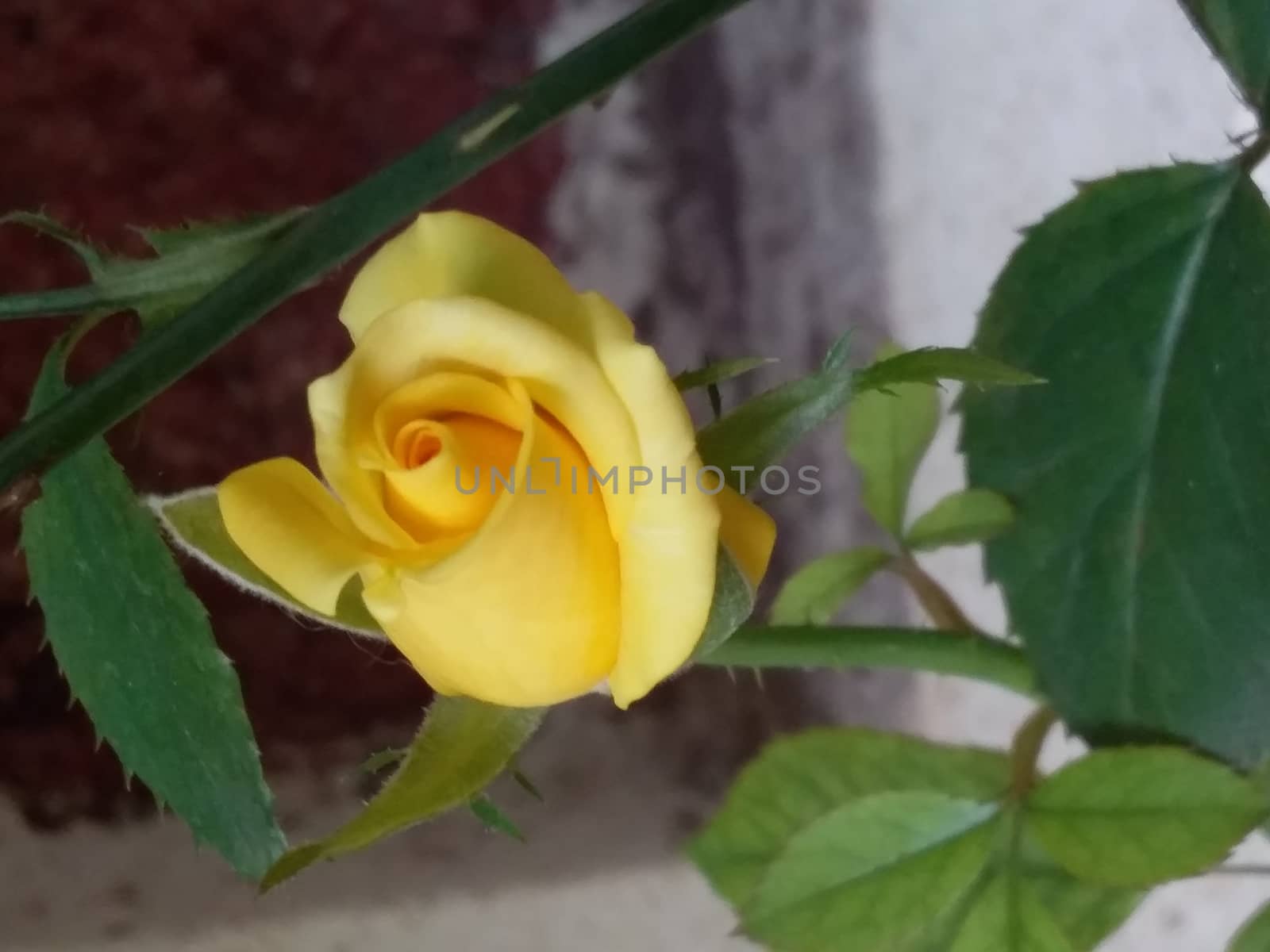 yellow rose in a garden