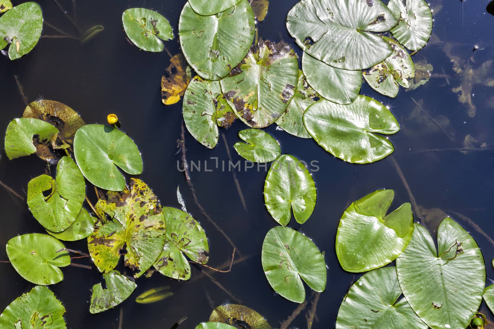 Lily in pond. River coast with plant. Pink waterlily in lake