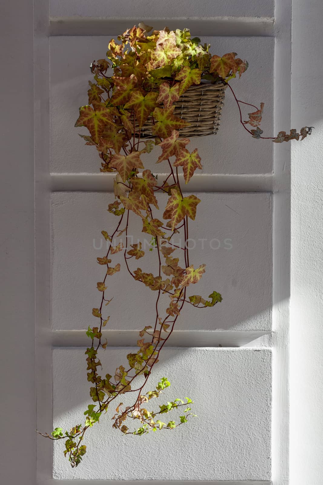 Basket with flowers hanging on a wall white light. A basket insi by Tjeerdkruse