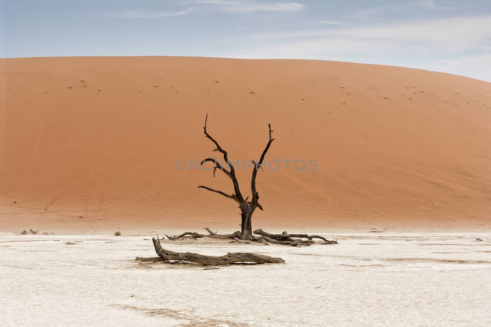 Desert Namib dead tree, Namibia, Sossusvlei location