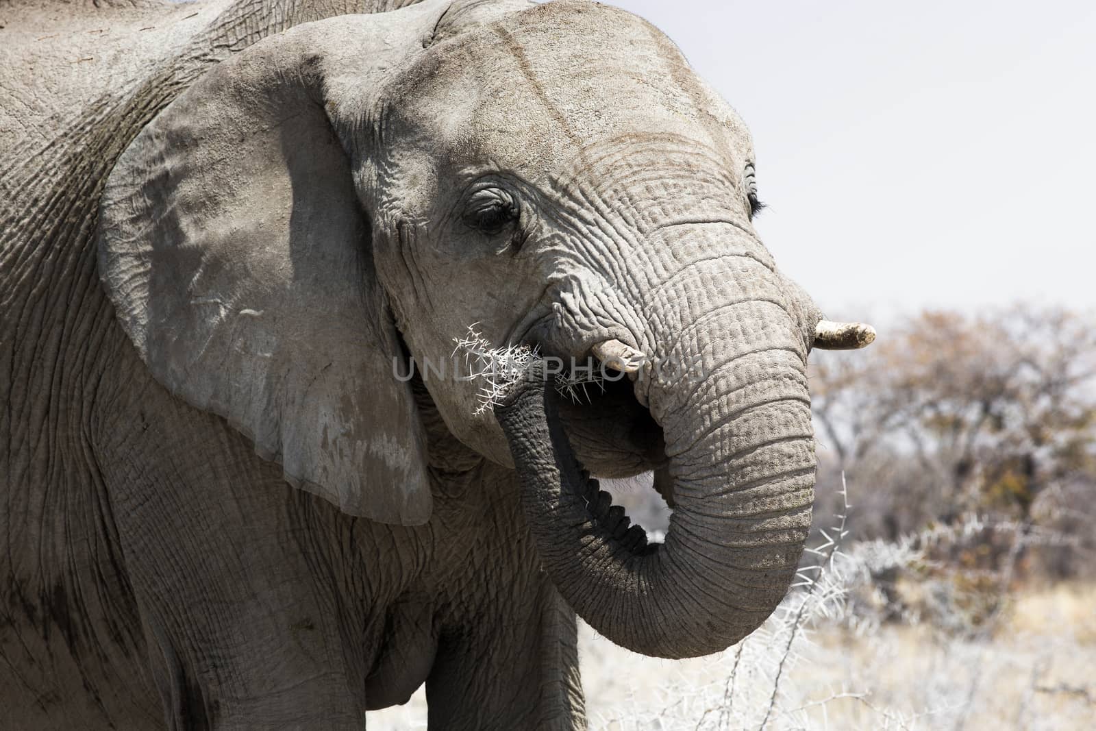 Close up of Elephant eating in the Chobe National Park, Botswana by Tjeerdkruse