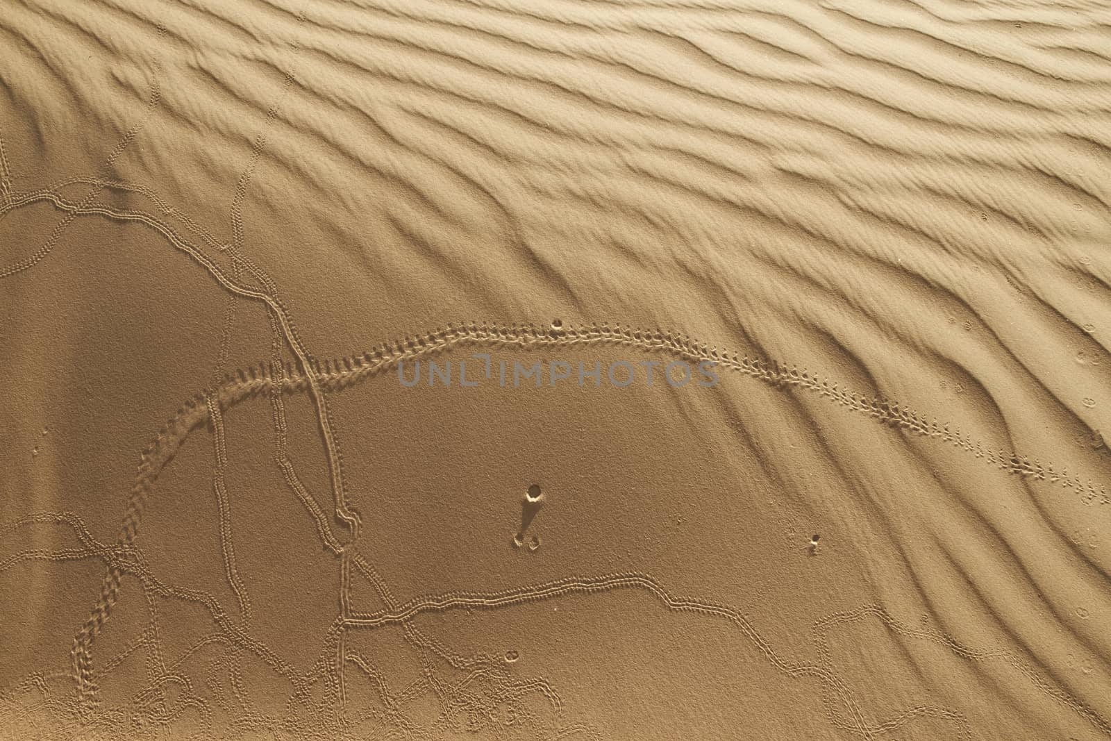 footprint of an insects or animal on desert sand texture by Tjeerdkruse