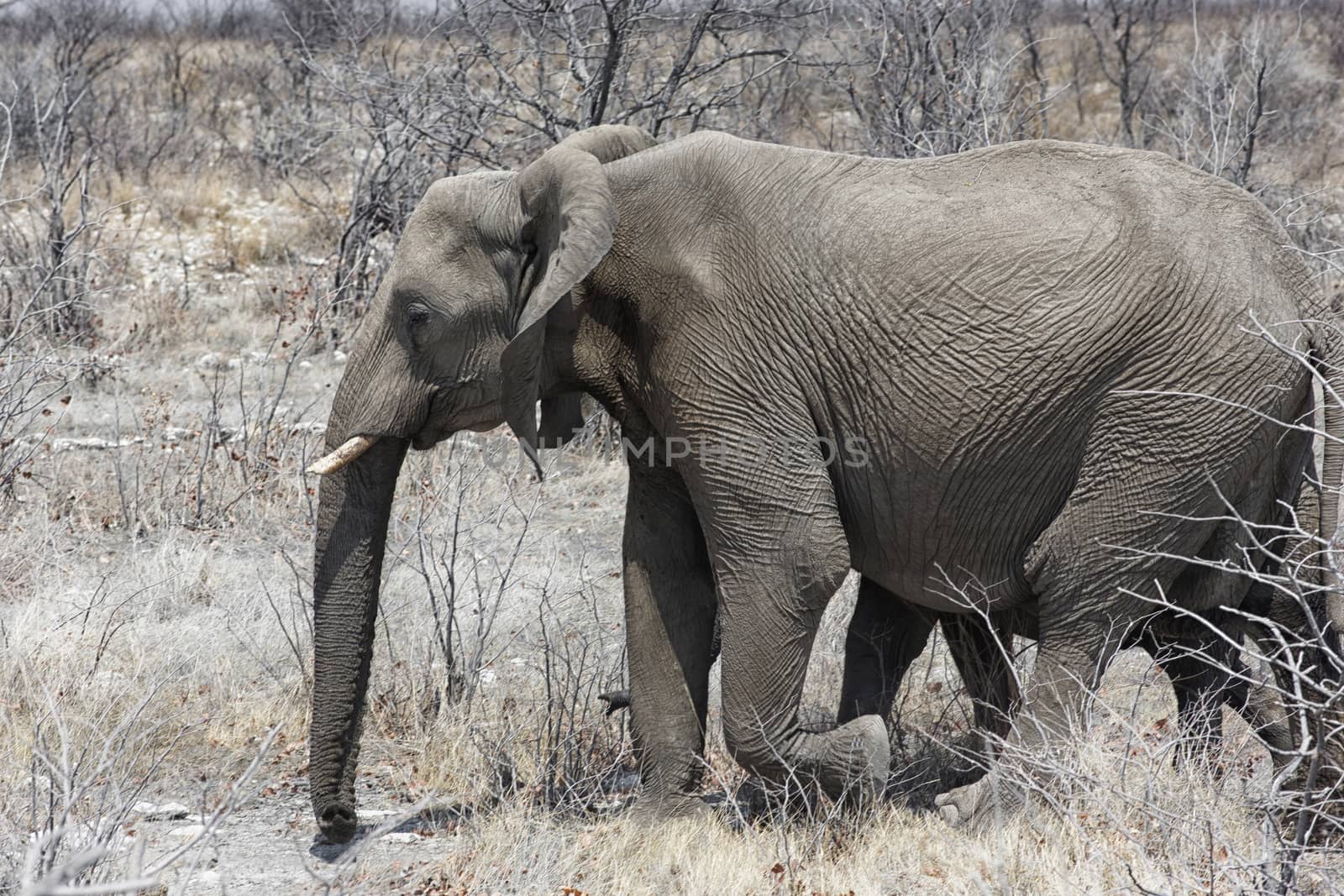 Desert elephant walking in the dried up Hoanib river in Namibia. Desert elephants are african bush elephants that have made their homes in the Namib deserts. Are solitary and roam over large areas 