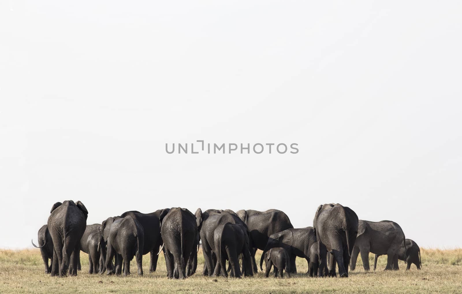 Elephants in Etosha park Namibia by Tjeerdkruse