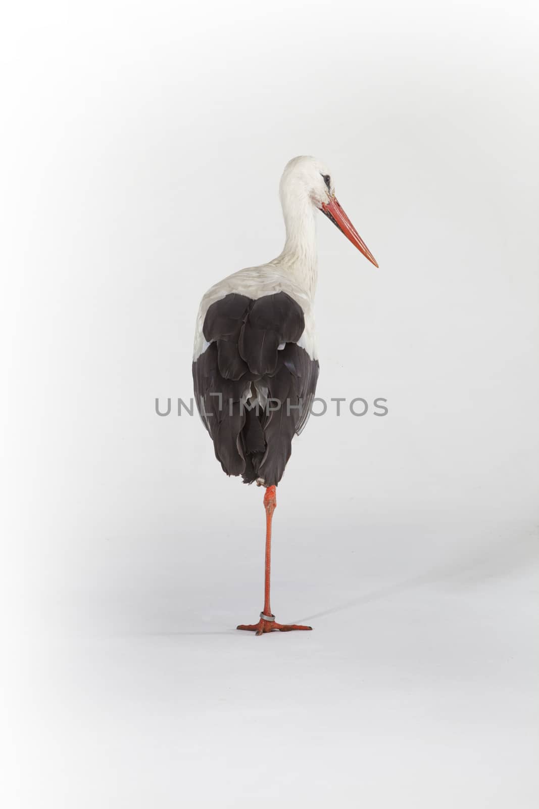 Stork on one leg on a white background by Tjeerdkruse