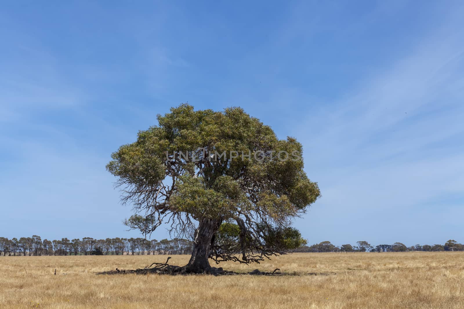 Grampians Victoria - Tree in dry paddock, Australia - Image