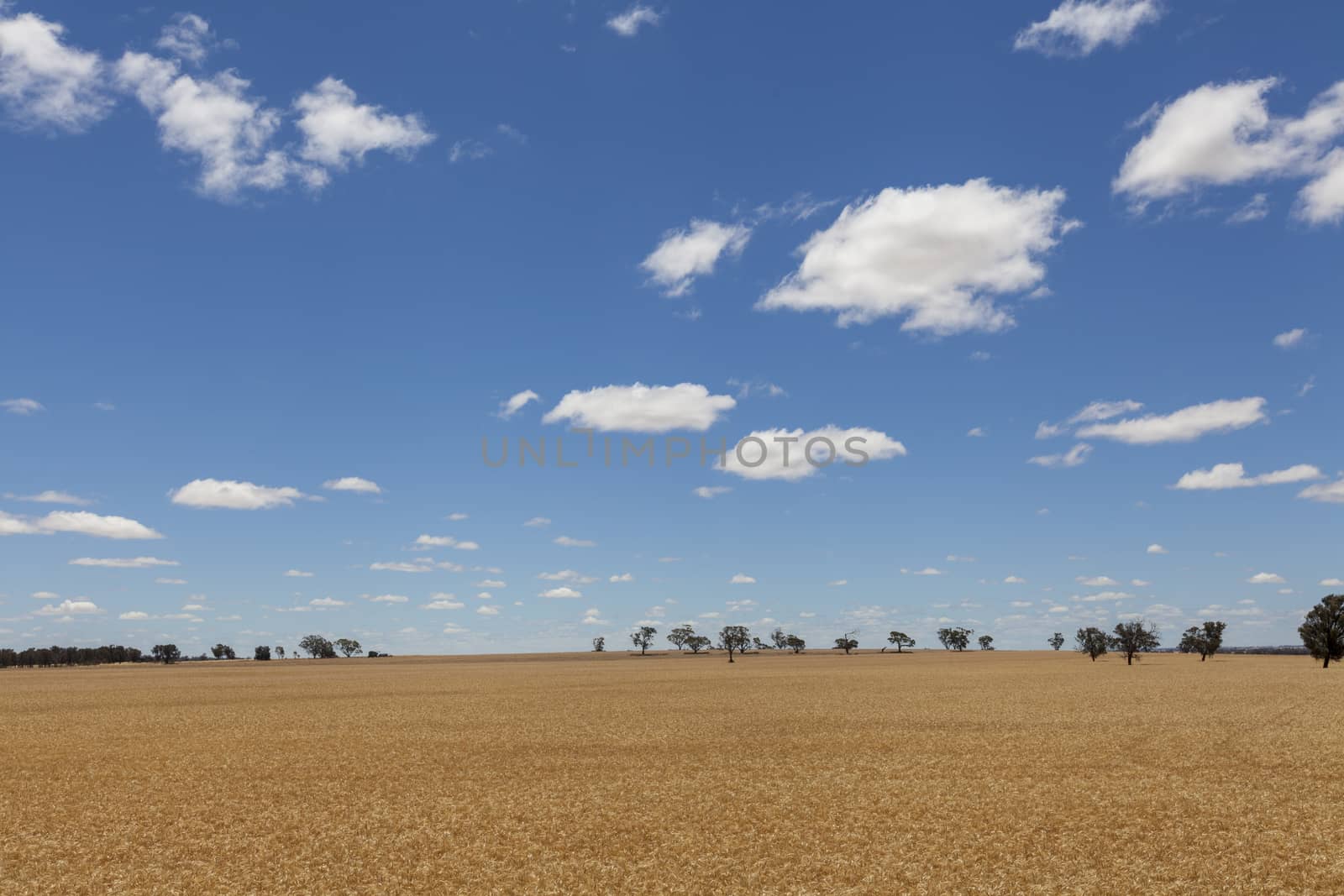 Panoramic view of a golden wheat field - Image