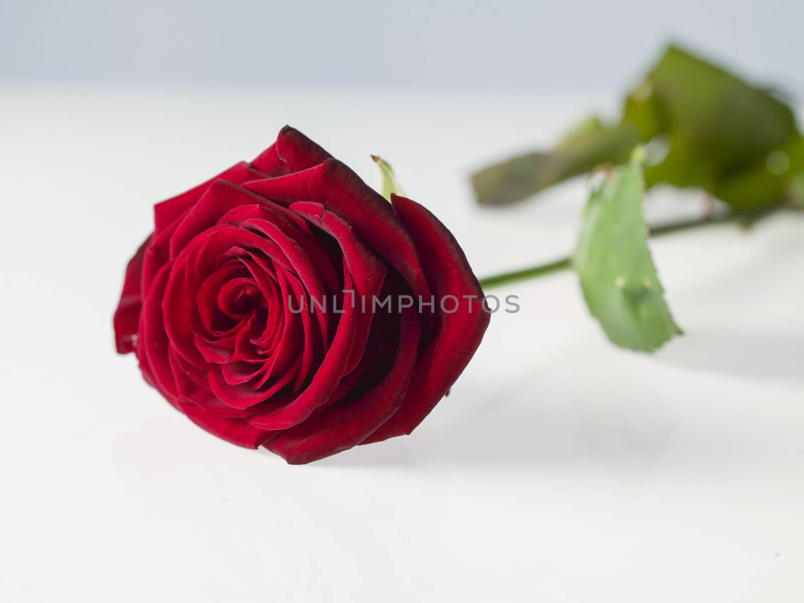 beautiful red valentine rose isolated on white background by Tjeerdkruse