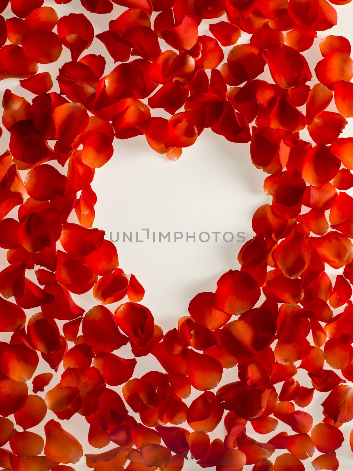 frame pattern of petals of red roses on a white background. top  by Tjeerdkruse