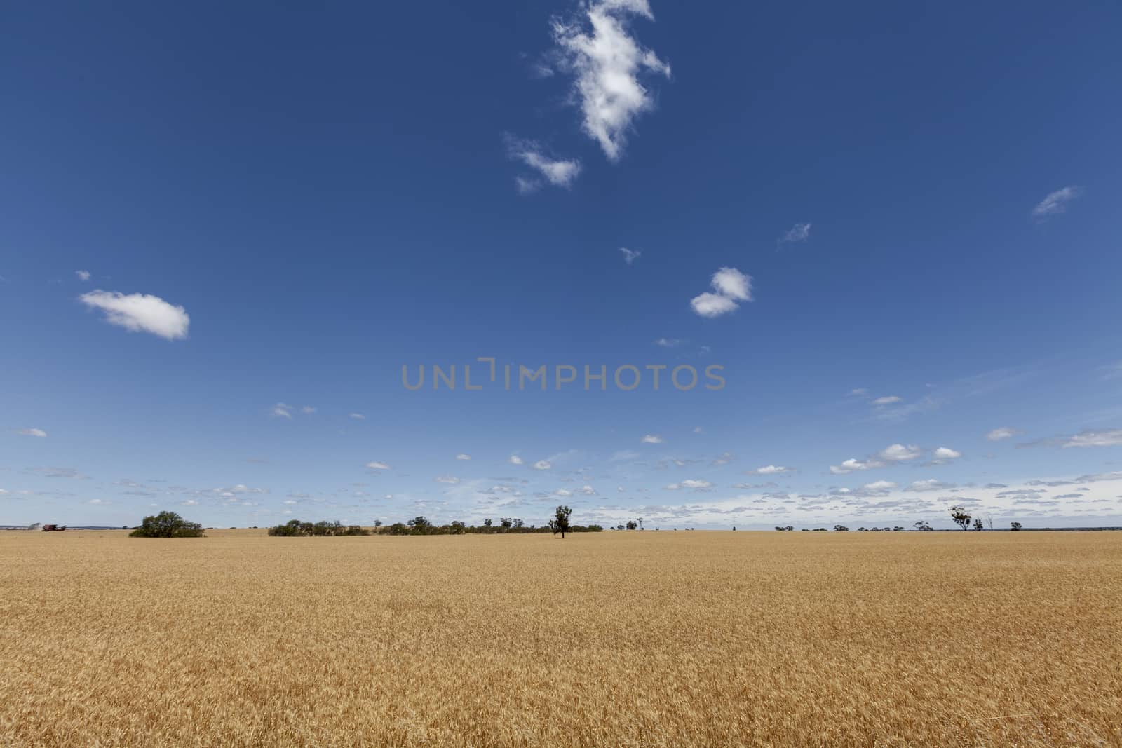 Gold Wheat flied panorama with tree at sunset, rural countryside - Image