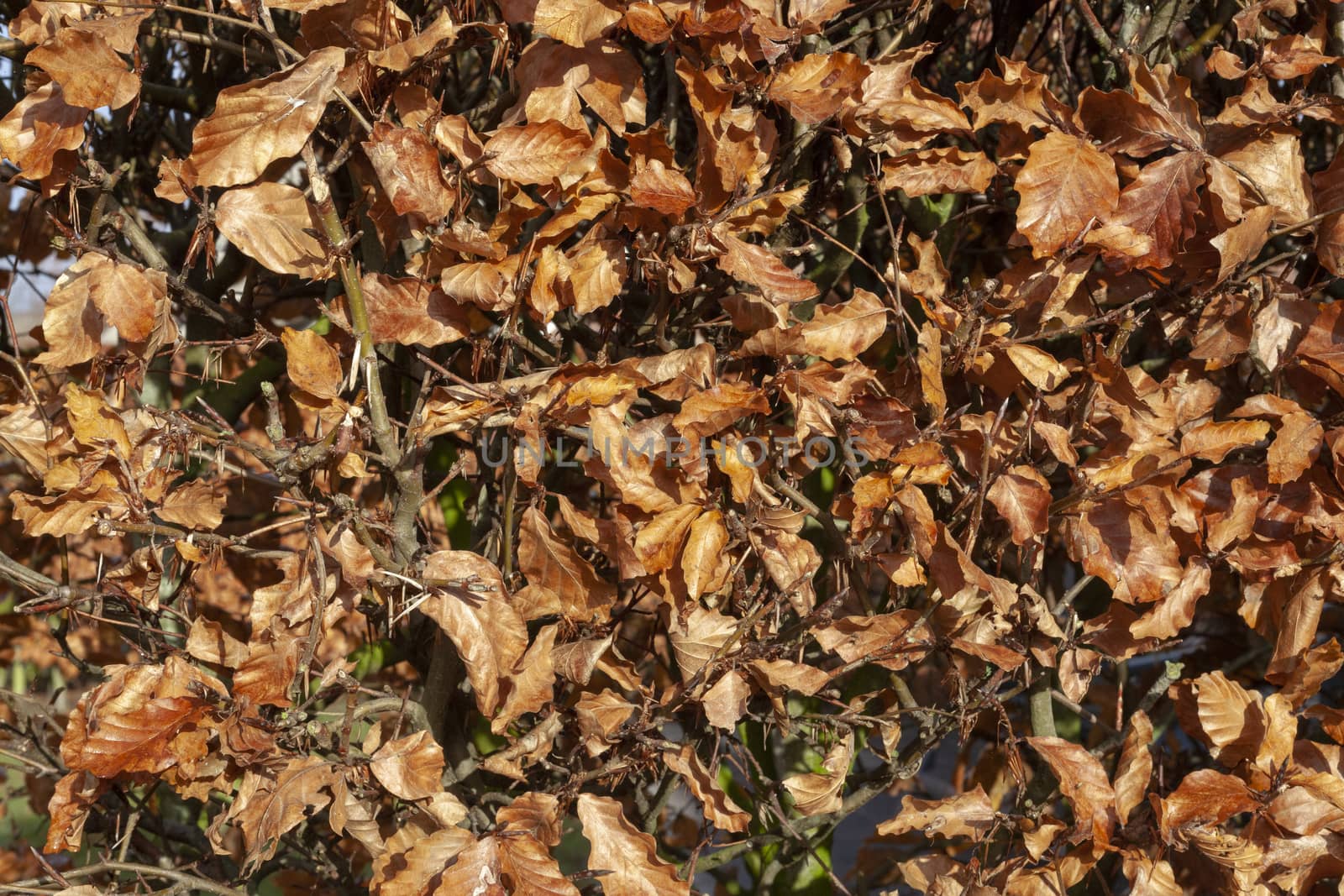 Autumn. Multicolored maple leaves lie on the grass. - Image