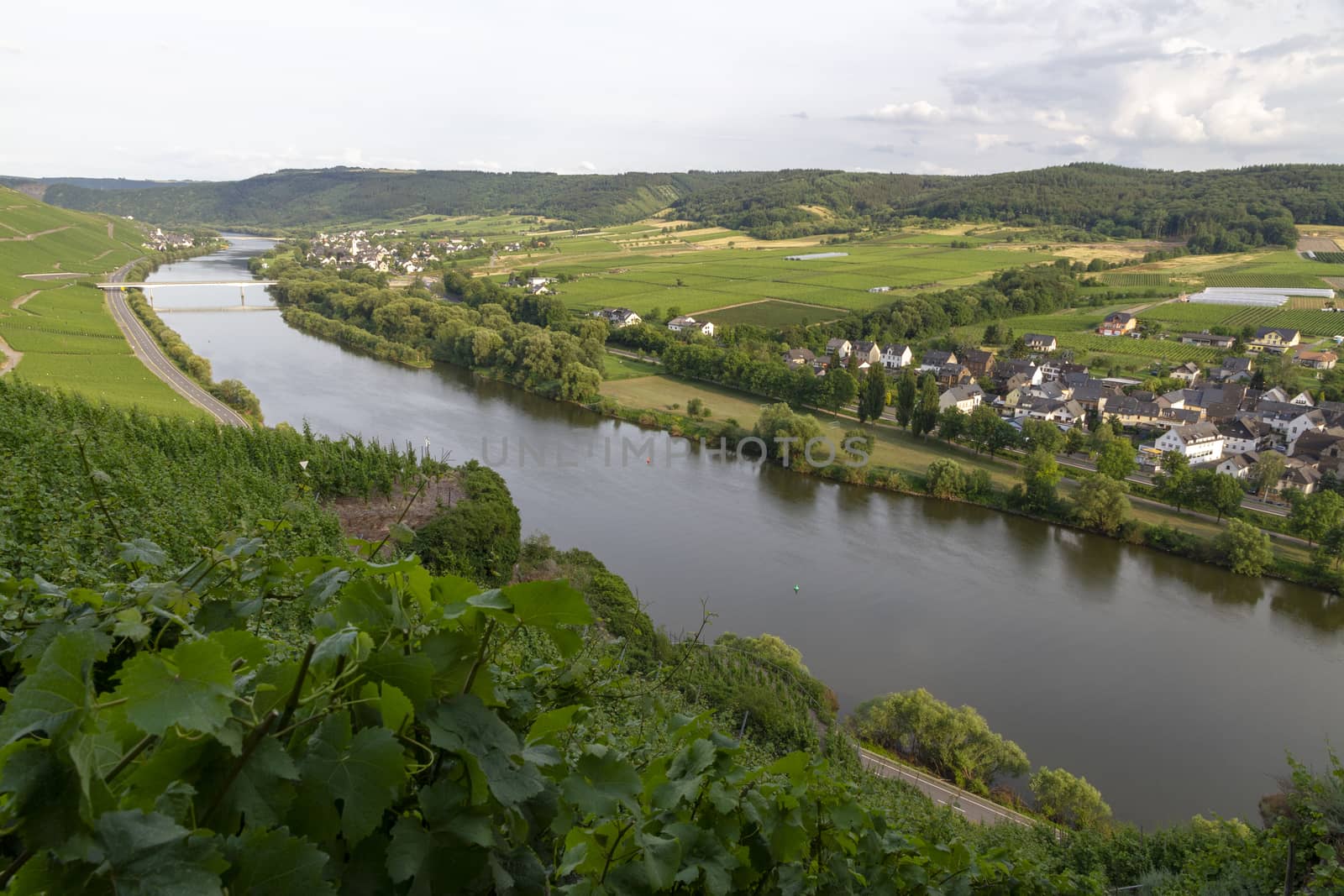 Panoramic view of Moselle Valley in Germany. Vineyards and river by Tjeerdkruse