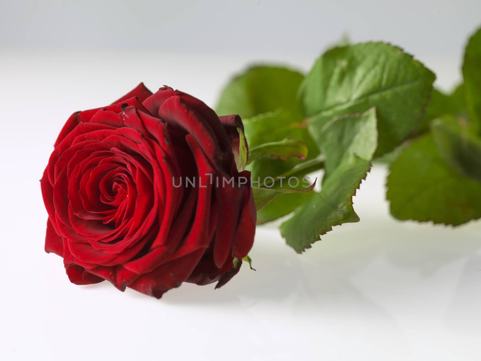 beautiful red valentine rose isolated on white background - Image