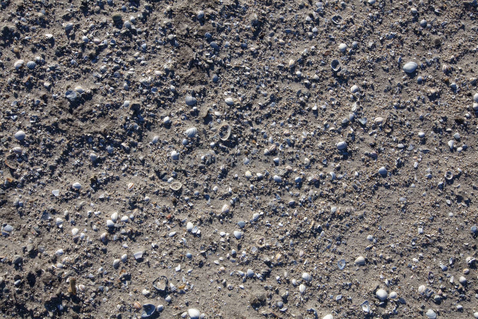 Texture with shell and pebble at wet yellow sand of beach. Vacation background