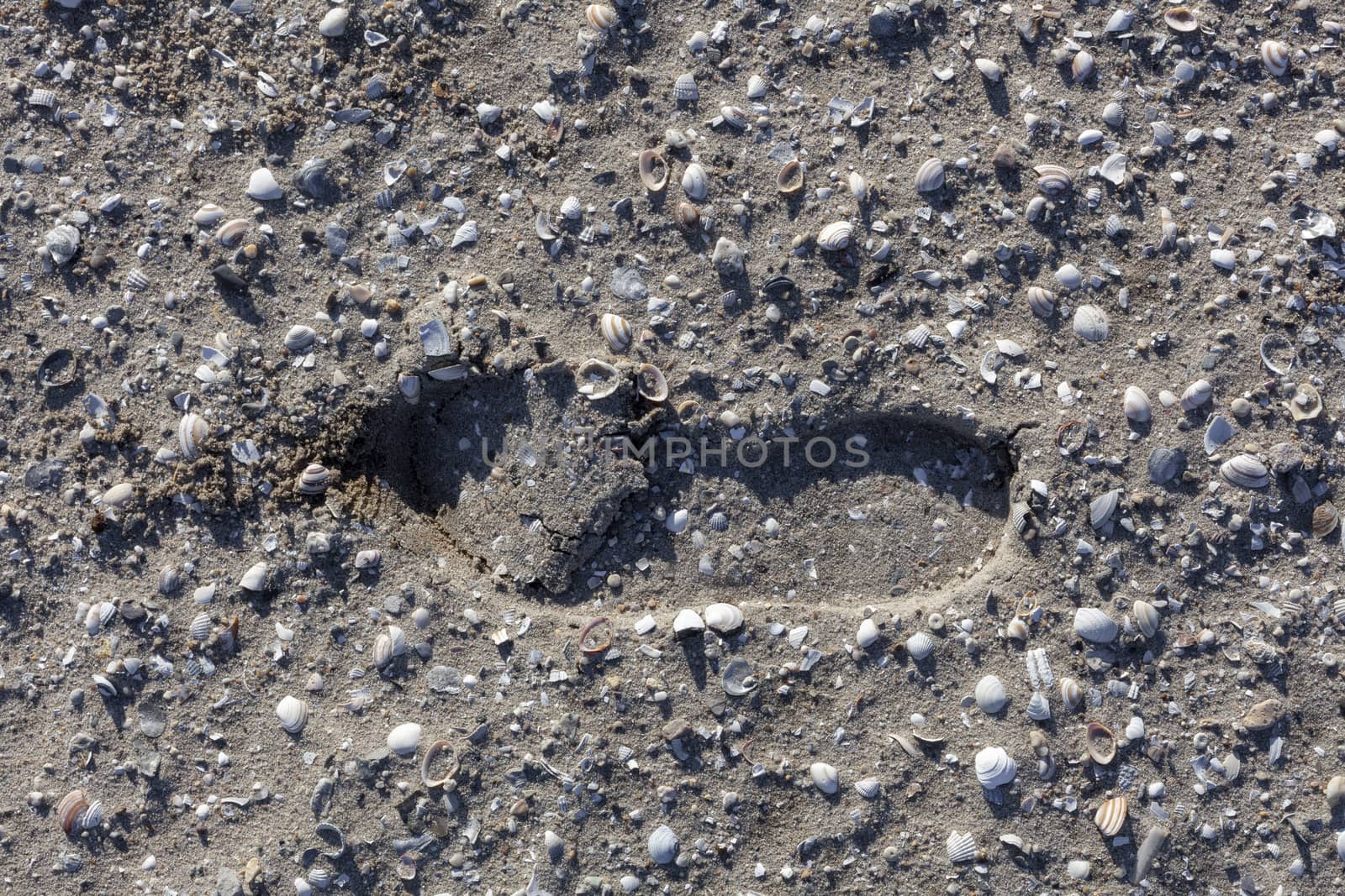 Single boot footstep inprinted in sand with a lot of shells