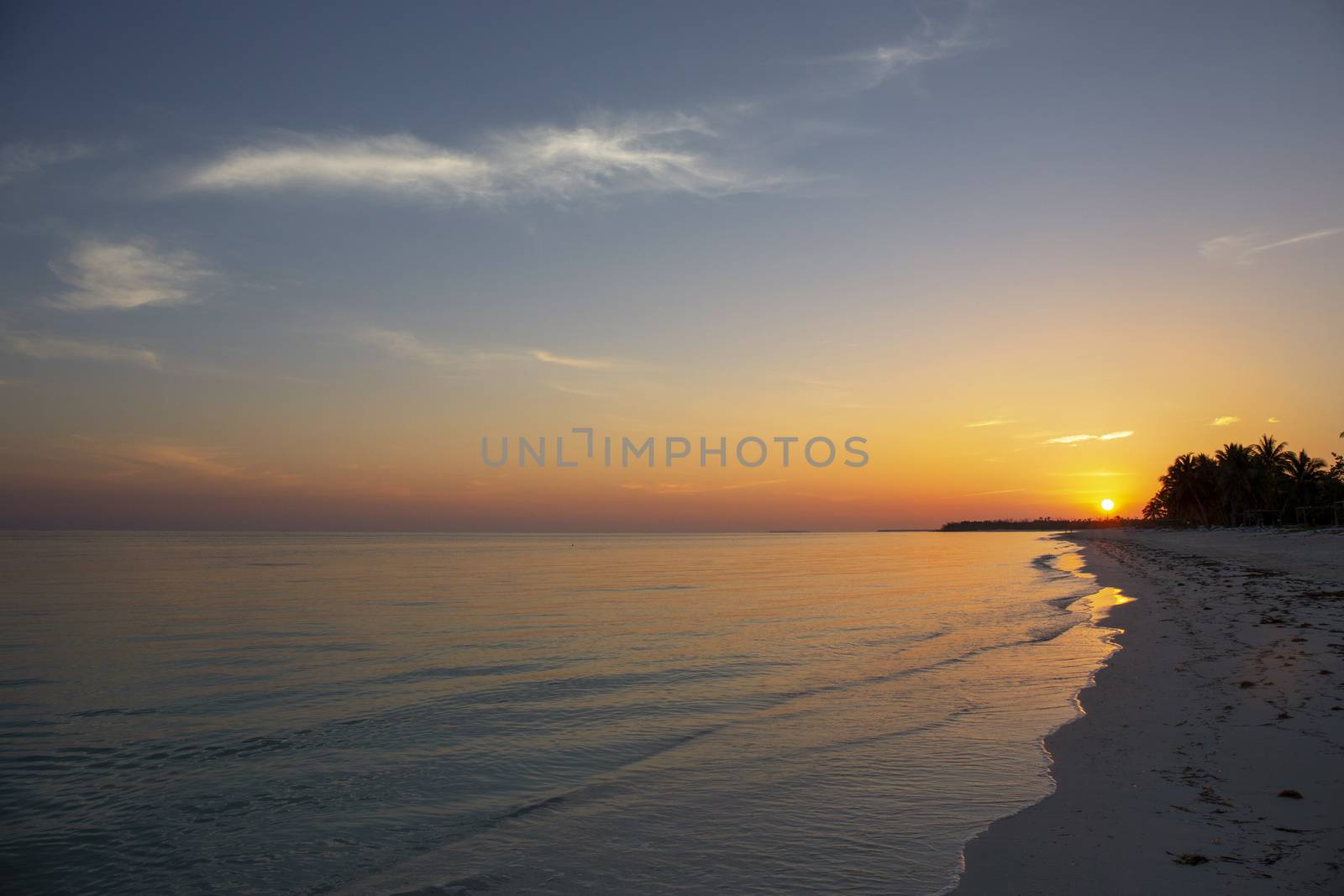 Palm trees blowing in the sea breeze at sunset on a luxurious sandy beach shore, cuba