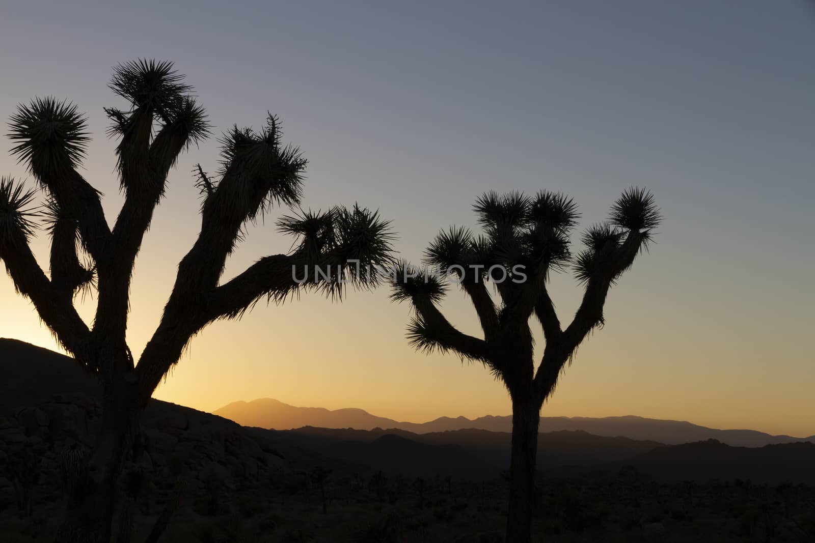 2 trees in a Sunset over Joshua Tree National Park, California, USA