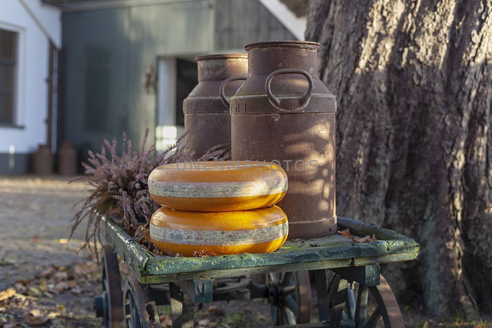 two whole cheese wheels outside of an old barn - Image