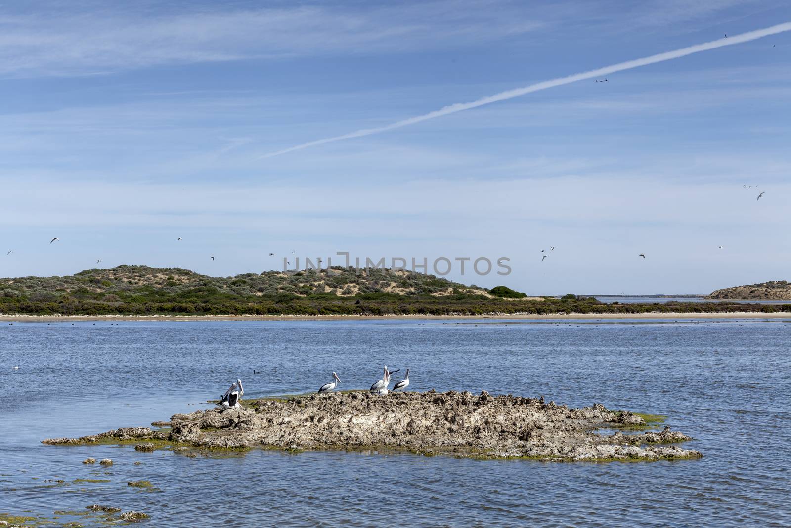 Animal life Salt lake in Coorong National park, Southern Austral by Tjeerdkruse