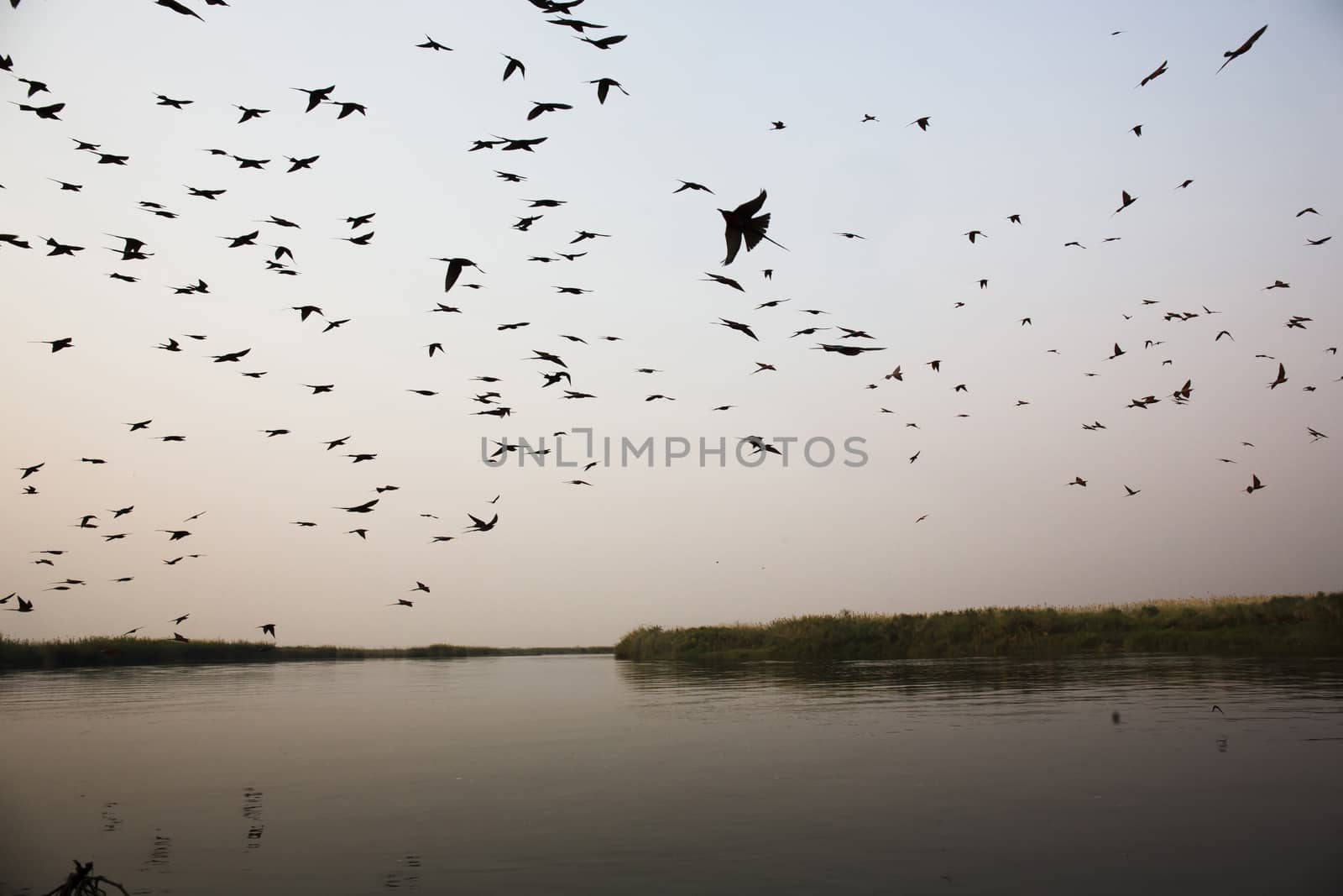 Sunset Boat Ride Silhouetteof birds Okavango Delta, Botswana Africa